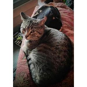 Lost Cat Niko