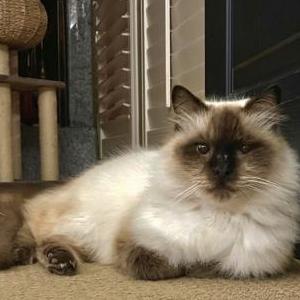 Image of Derby, Lost Cat
