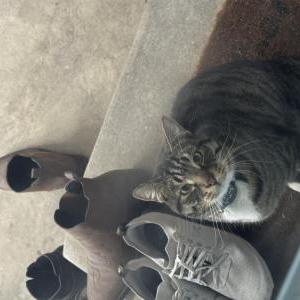 Image of Milo, Lost Cat