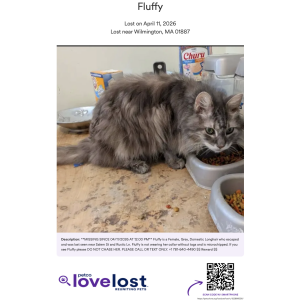Image of Fluffy, Lost Cat