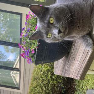 Image of Blu, Lost Cat