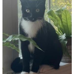 Lost Cat Pepper