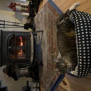 Image of Ollie, Lost Cat