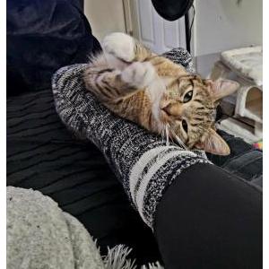 Image of Zara, Lost Cat