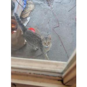 Found Cat Unknown
