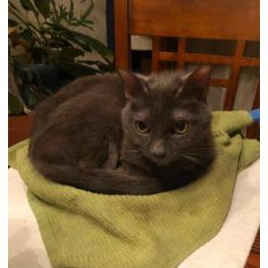 Image of Shadow, Lost Cat