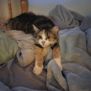 Lost Cat Mocha