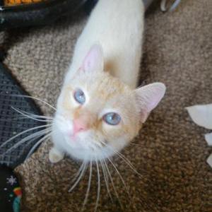 Image of Mayhem, Lost Cat