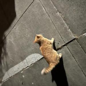 Image of unknown, Found Cat