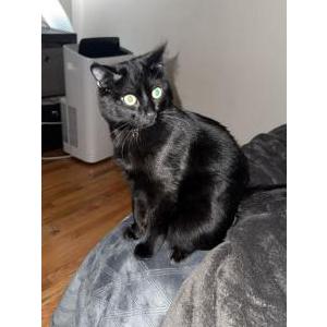 Lost Cat Poe