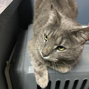 Lost Cat Goose