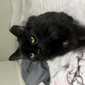 Lost Cat Mr Kitters