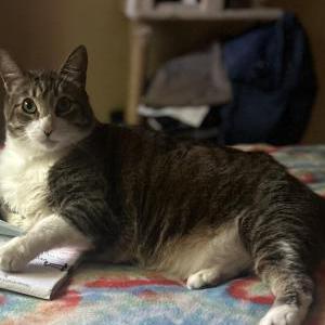 Image of Tigger, Lost Cat