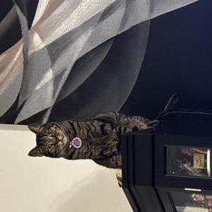 Image of Anubis (Nubi), Lost Cat