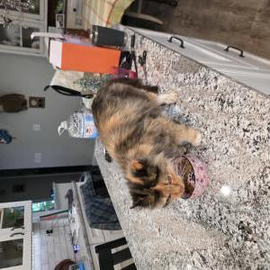 Image of Unknown, Found Cat