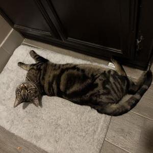Image of Suki, Lost Cat