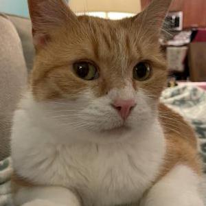 Image of Kaylee, Lost Cat