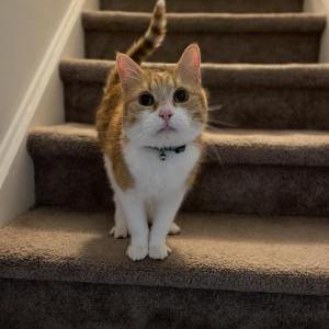 2nd Image of Kaylee, Lost Cat