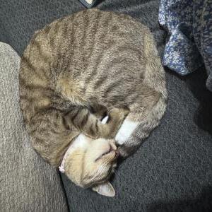 Lost Cat Pyari