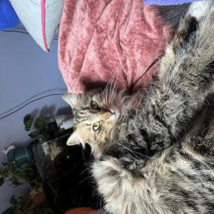 Image of Maxine, Lost Cat