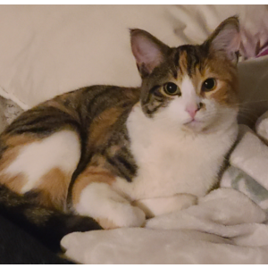Image of Ginger, Lost Cat