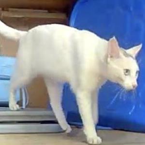 Image of Unknown, Found Cat