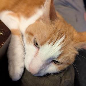 Image of Pumpkin, Lost Cat