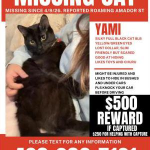 Image of Yami, Lost Cat