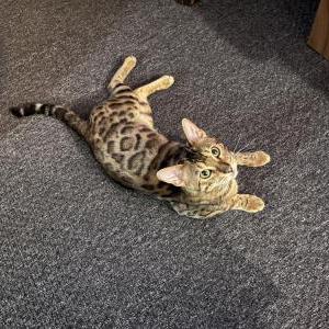 Image of Simba, Lost Cat