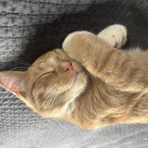 Found Cat Unknown
