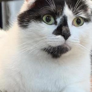 Lost Cat Douglas