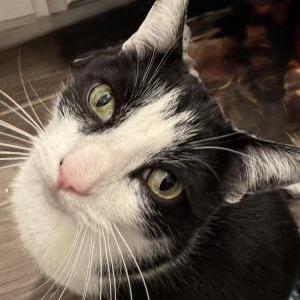 Image of Mickey, Lost Cat