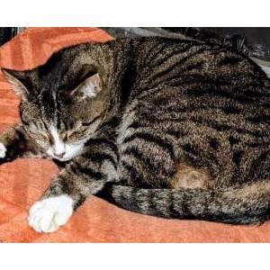 Image of Tally, Lost Cat