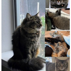 Image of Sylvie, Lost Cat