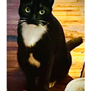 Image of Chinny, Lost Cat