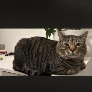 Lost Cat Nugget