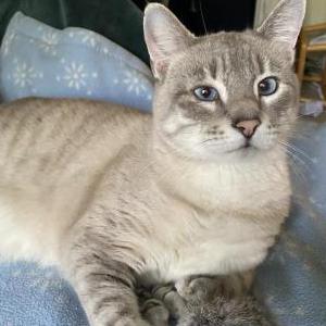Lost Cat Nino