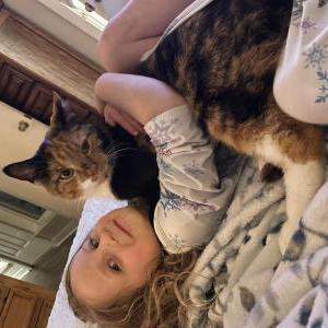 Image of Pickles, Lost Cat