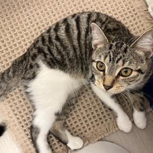 Image of Unknown, Found Cat