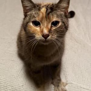 Image of Unknown, Found Cat