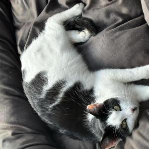 Image of Calliope, Lost Cat