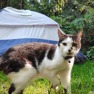 Lost Cat Dinah