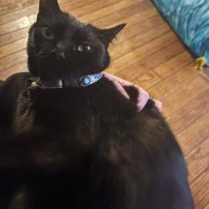 Image of Leia, Lost Cat