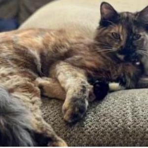 Image of LouLou, Lost Cat