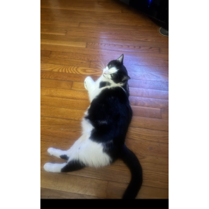 Image of Tilly, Lost Cat
