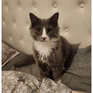 Image of Smokey, Lost Cat