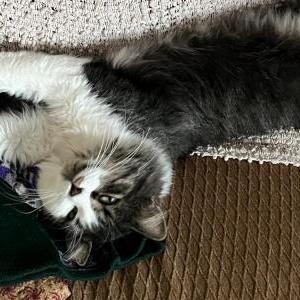Image of Moomoo, Lost Cat