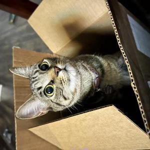 Lost Cat Patty Melt