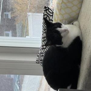 Image of Pluto, Lost Cat