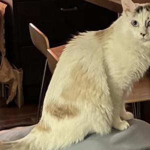 Lost Cat Harmon